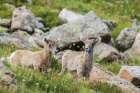 Bighorn sheep-curious lambs overlooking the Colorado alpine country-USA Art Print